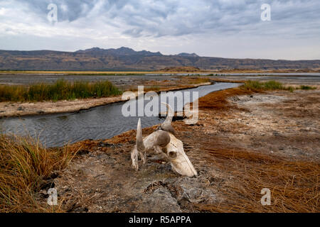 Gnus Schädel liegt am Ufer des Lake Natron in der Region Arusha im Norden Tansanias und der East African Rift Valley. Stockfoto