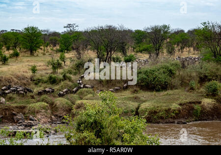 Gnus Herde croosing den Mara River zwischen Tansania und Kenia in ein jährliches Ritual der Migration von tausenden von Tieren Stockfoto
