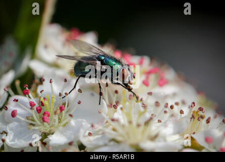 Fliegen Sie auf Blumen, Insekten, Natur, Tier Stockfoto