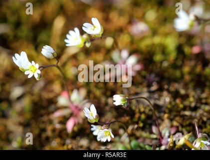 Kleine Blumen zwischen Moos, Natur, Feder Stockfoto