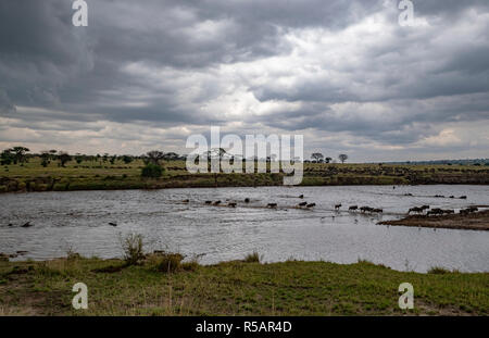 Gnus Herde croosing den Mara River zwischen Tansania und Kenia in ein jährliches Ritual der Migration von tausenden von Tieren Stockfoto