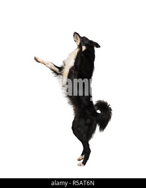 Volle Länge motion Portrait von Border Collie reinrassigen Hund springen in die Luft auf zwei Pfoten zu spielen und Spaß auf weißem Hintergrund. Stockfoto