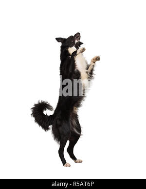 Volle Länge motion Portrait von Border Collie reinrassigen Schäferhund springen in die Luft auf zwei Pfoten zu spielen und Spaß über Weiß backgroun isoliert Stockfoto