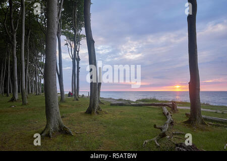Gespensterwald Nienhagen mit Sonnenuntergang, Ostseebad Nienhagen, Mecklenburg-Vorpommern, Deutschland Stockfoto