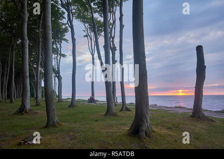 Gespensterwald Nienhagen mit Sonnenuntergang, Ostseebad Nienhagen, Mecklenburg-Vorpommern, Deutschland Stockfoto