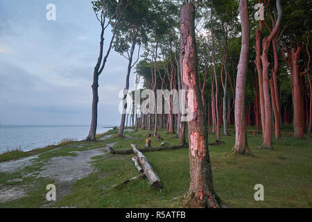 Gespensterwald Nienhagen mit Sonnenuntergang, Ostseebad Nienhagen, Mecklenburg-Vorpommern, Deutschland Stockfoto