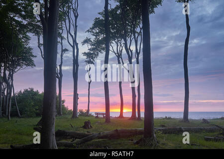 Gespensterwald Nienhagen mit Sonnenuntergang, Ostseebad Nienhagen, Mecklenburg-Vorpommern, Deutschland Stockfoto