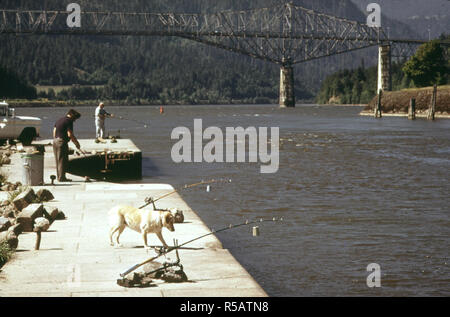 Angeln an der Cascade Locks auf dem Columbia River, mit Brücke der Götter im Hintergrund. Verlassen Polen stützte über Wasser wird als "faulen Mann angeln." 05/1973 Stockfoto