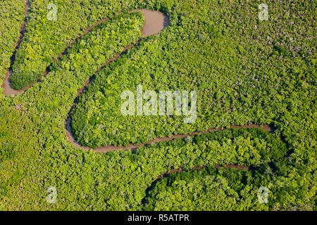 Luftaufnahme des Regenwaldes, Daintree River, Daintree Nationalpark, Queensland Australia Stockfoto