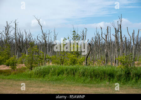 Tote Bäume in Feuchtgebieten in der Nähe des Sundische Wiesen, Nationalpark Vorpommersche Boddenlandschaft, Fischland-Darß-Zingst, Mecklenburg-Vorpommern, Deutschland Stockfoto