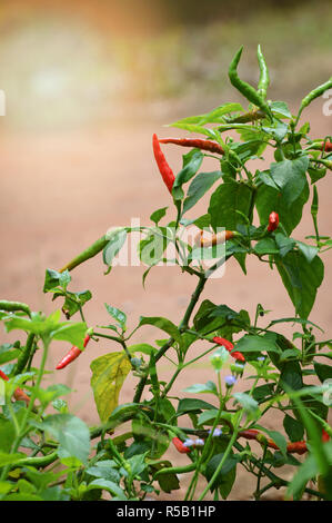 Chili padi/Thai chili Pfeffer auf Baum im Garten Stockfoto