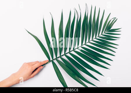 Die weibliche Hand, die üppigen grünen palm leaf auf weißem Hintergrund. Stockfoto