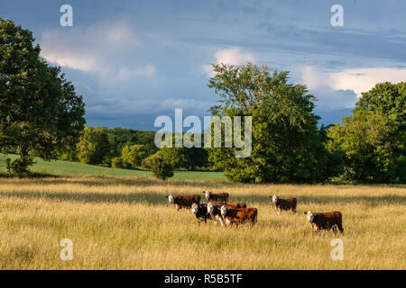 Eine kleine Gruppe von roten und weißen Hereford Kühen in einem Feld von langem Gras. Stockfoto