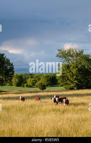 Eine kleine Gruppe von roten und weißen hereford Kühen in einem Feld von langem Gras. Stockfoto