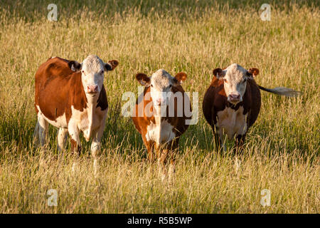 Eine kleine Herde von roten und weißen hereford Kühen in einem Feld von langem Gras. Stockfoto