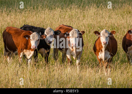 Eine kleine Herde von roten und weißen hereford Kühen in einem Feld von langem Gras. Stockfoto