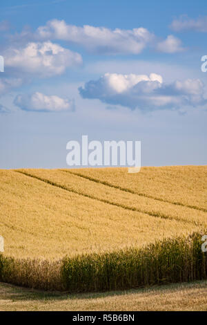 Ein teilweise geerntetes Weizenfeld, gegen einen blauen Himmel mit Wolken. Stockfoto