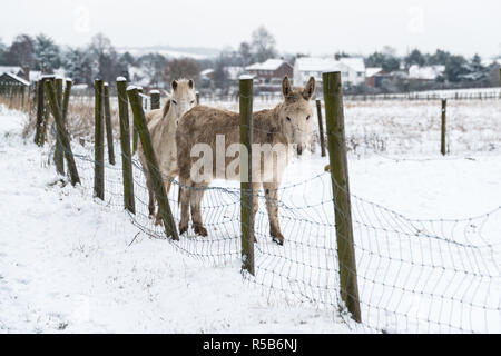 Die Felder rund um Silsoe, Bedfordshire an einem verschneiten Wintertag Stockfoto