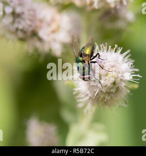 Eine gemeinsame grüne Flasche fliegen (Lucilia sericata) Fütterung auf eine Minze Blume Stockfoto