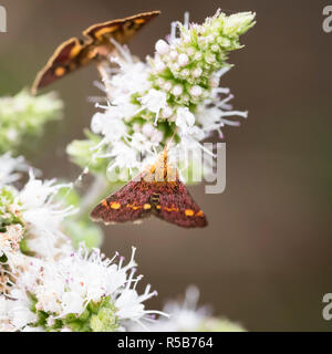 Die Kleinen tagsüber Mint Motte (Pyrausta aurata) an der Blüte der kulinarischen Sandringham Mint Anlage. Stockfoto