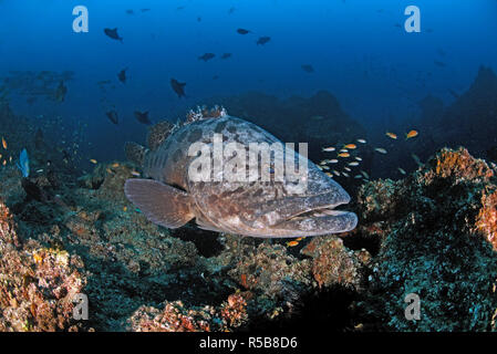 Zackenbarsche, Potato Grouper oder riesige Zackenbarsch (Epinephelus tukula), an einem Korallenriff, Tofo, Mosambique Stockfoto