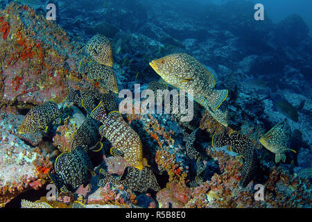 Leder Bass oder Marmorierter Zackenbarsch (Epinephelus dermatolepis), Schulbesuch an der felsigen Riff, Cocos Inseln, Costa Rica Stockfoto