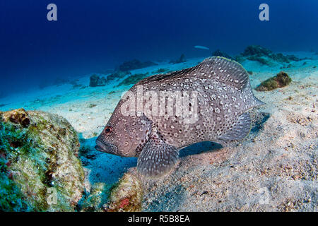 Leder Bass oder Marmorierter Zackenbarsch (Epinephelus dermatolepis), Gruppe an einem felsigen Riff, Cocos Island, Costa Rica Stockfoto