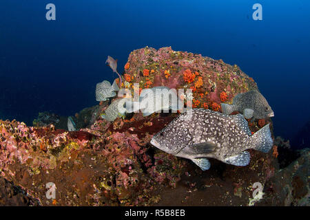 Leder Bass oder Marmorierter Zackenbarsch (Epinephelus dermatolepis), Gruppe an einem felsigen Riff, Cocos Island, Costa Rica Stockfoto