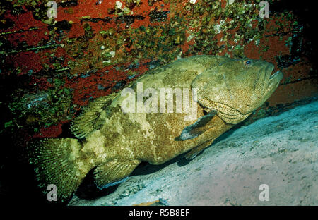 Groppe Grouper, Tiger Schwadleger oder braun-marmorierter Zackenbarsch (Epinephelus fuscoguttatus), zu einem Schiffswrack, Ari Atoll, Malediven Stockfoto