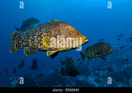 Leder Bass oder Marmorierter Zackenbarsch (Epinephelus dermatolepis), Gruppe, UNESCO-Weltkulturerbe, Malpelo Island, Kolumbien Stockfoto