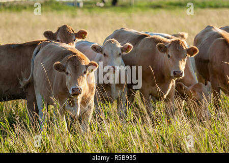 Hellbraun und Beige Vieh in einem Feld von hohem Gras. Stockfoto