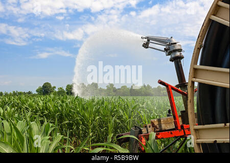 Wasser die Installation von Sprinklern in einem Feld von Mais. Stockfoto