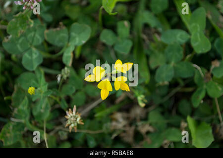 Bird's-foot Trefoil, Lotus corniculatus, Eier und Speck, Schotenklee deervetch Stockfoto