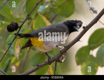 Dark-capped Bulbul (Pycnonotus tricolor) Stockfoto