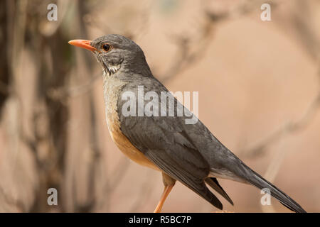 Kurrichane Trush (Turdus libonyana) Stockfoto