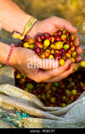 Kolumbien, Caldas, Manizales, Chinchina, Hacienda de Guayabal, Kaffee Arbeiter halten frisch gepflückte Kaffeekirschen Stockfoto