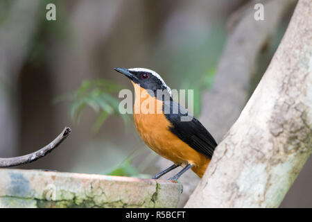 White-crowned Robin-Chat (Cossypha Albicapilla) Stockfoto