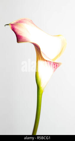 High-Key Calla Lilie Blume Stockfoto