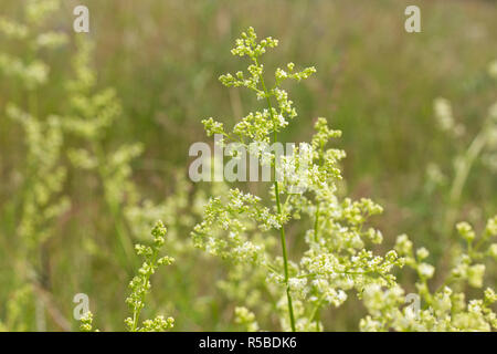 Wiese mit blühenden Hecke bedstraw Stockfoto