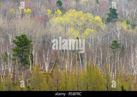 Ein Hügel von Birke und Espe mit den aufkommenden Frühling Laub, grössere Sudbury, Ontario, Kanada Stockfoto