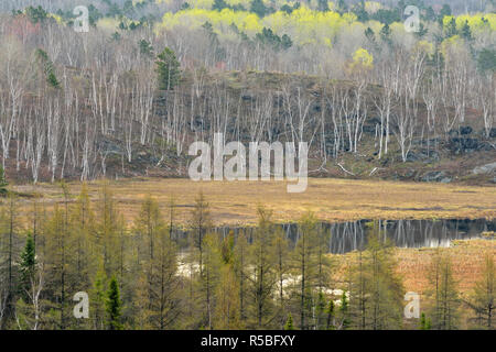 Ein Hügel von Birke und Espe mit den aufkommenden Frühling Laub mit Blick auf einen Biber Wiese mit Kiefer und Lärche, grössere Sudbury, Ontario, Kanada Stockfoto