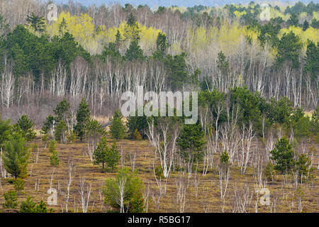 Ein Hügel von Birke und Espe mit den aufkommenden Frühling Laub mit Blick auf einen Biber Wiese mit Kiefer und Lärche, grössere Sudbury, Ontario, Kanada Stockfoto