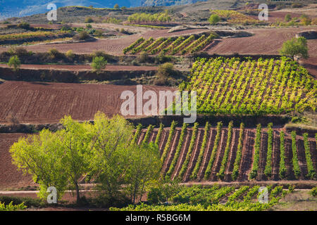 Spanien, La Rioja Region La Rioja Provinz, Bobadilla, Weinberge Stockfoto