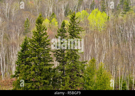 Ein Hügel von Fichte, Birke und Espe mit den aufkommenden Frühling Laub, grössere Sudbury, Ontario, Kanada Stockfoto