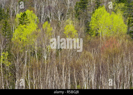 Ein Hügel von Birke und Espe mit den aufkommenden Frühling Laub, grössere Sudbury, Ontario, Kanada Stockfoto