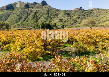 Herbst Farbe wie die Blätter in einem Weinberg in Santiago del Teide, Teneriffa, Kanarische Inseln, Spanien Golden drehen Stockfoto