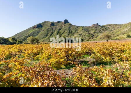 Herbst Farbe wie die Blätter in einem Weinberg in Santiago del Teide, Teneriffa, Kanarische Inseln, Spanien Golden drehen Stockfoto