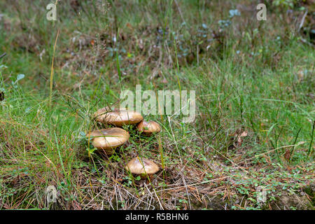 Vier der Pilz namens rutschig Jack (Suillus luteus) im Gras vor Ort im Wald, Bild aus dem Norden Schwedens. Stockfoto