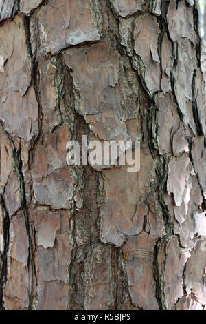 Nahaufnahme der strukturierten Baum Rinde eines Loblolly Pine in William B Umstead State Park, North Carolina, USA Stockfoto