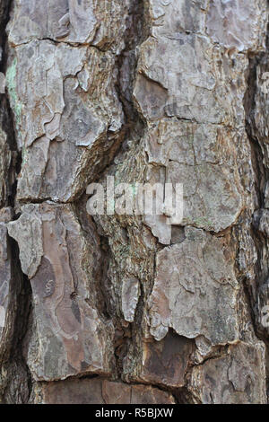 Nahaufnahme der strukturierten Baum Rinde eines Loblolly Pine in William B Umstead State Park, North Carolina, USA Stockfoto